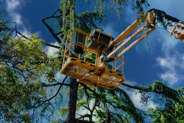 Reliable Boulevard Gardens, FL Tree Services Solutions