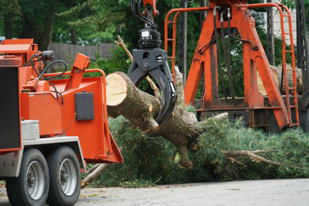 Best Storm Damage Tree Cleanup  in Boulevard Gardens, FL