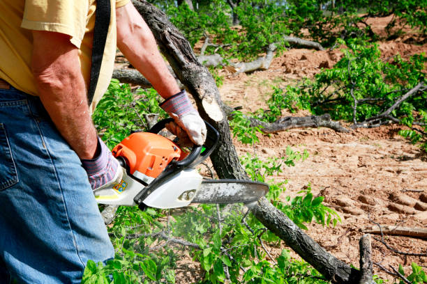 How Our Tree Care Process Works  in  Boulevard Gardens, FL